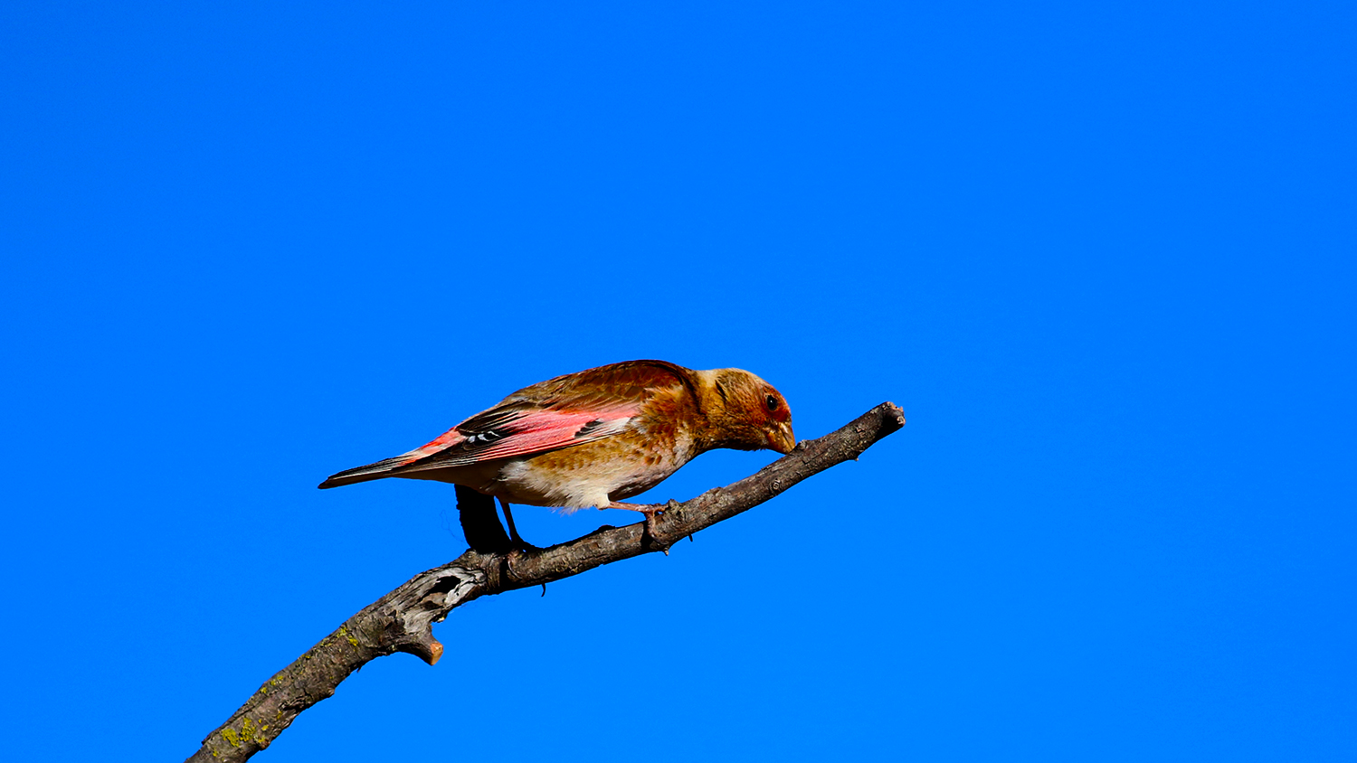 Crimson-winged Finch